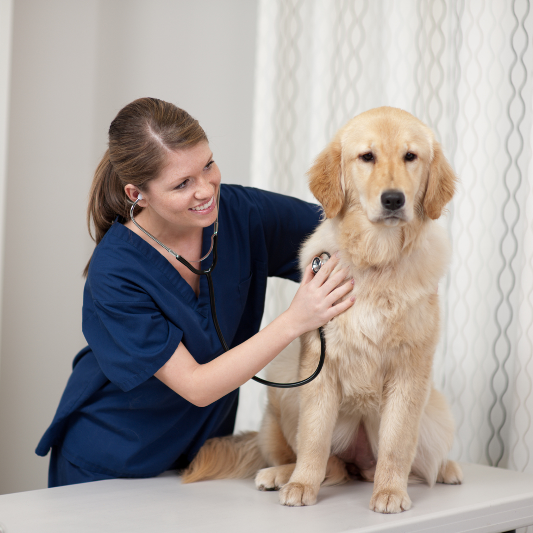 A veterinarian in navy scrubs examining a golden retriever with a stethoscope